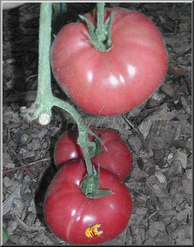 Tomate Ponderosa Pink