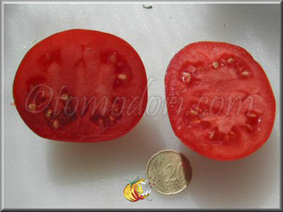Tomate Popovitch