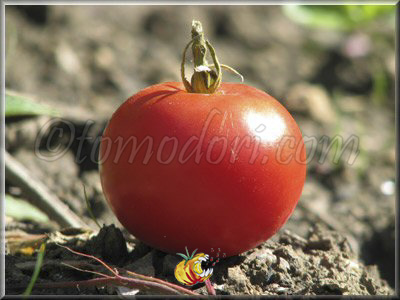 Tomate Potager de Vilvorde
