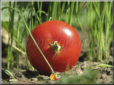 Tomate Potager de Vilvorde