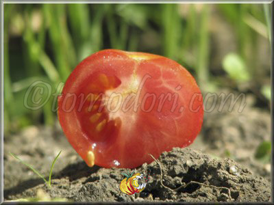 Tomate Potager de Vilvorde