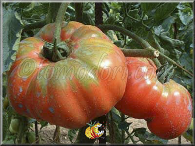 Tomate Potiron Ecarlate