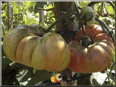 Tomate Potiron Ecarlate