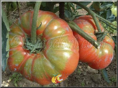 Tomate Potiron Ecarlate