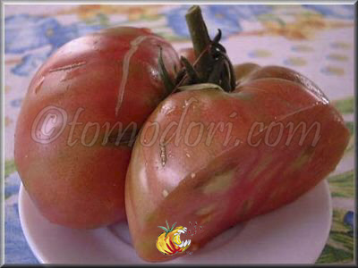 Tomate Potiron Ecarlate