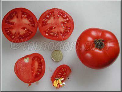 Tomate Prevoskodnij