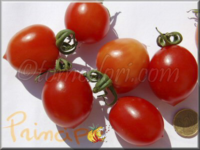 Tomate Principe Borghese