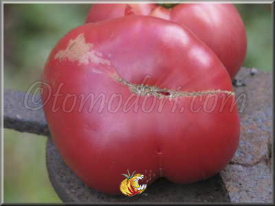 Tomate Pruden's Purple