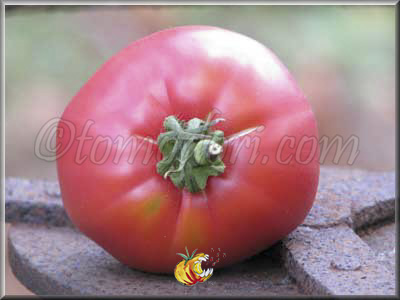 Tomate Pruden's Purple