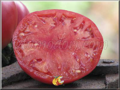 Tomate Pruden's Purple