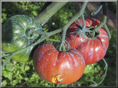 Tomate Pruden's Purple