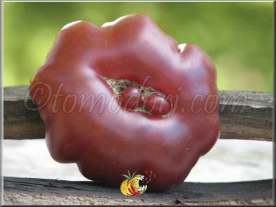 Tomate Purple Calabash