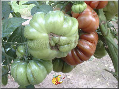 Tomate Purple Calabash