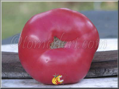 Tomate Purple Hillbilly