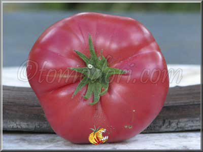 Tomate Purple Hillbilly