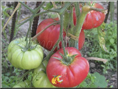 Tomate Purple Hillbilly