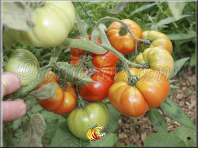 Tomate Raf