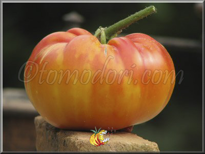 Tomate Regina's Yellow