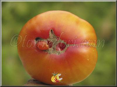 Tomate Regina's Yellow