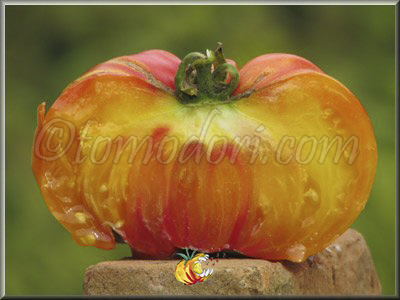 Tomate Regina's Yellow