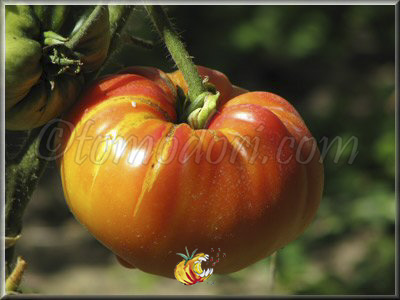 Tomate Regina's Yellow