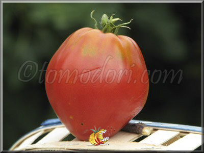 Tomate Reine B Dorée