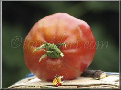 Tomate Reine B Dorée
