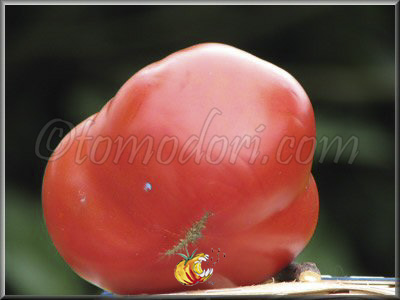 Tomate Reine B Dorée