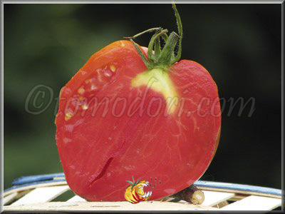 Tomate Reine B Dorée