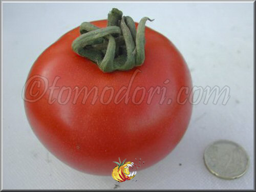 Reine de Sainte Marthe