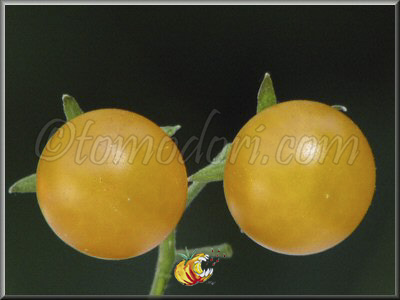 Tomate Rémy Jaune