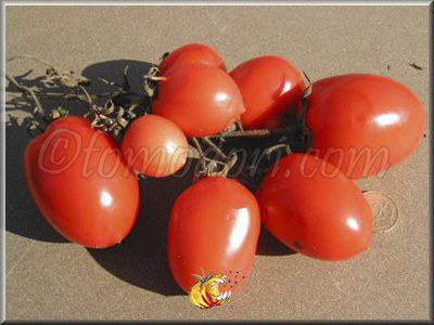 Tomate Rio Grande