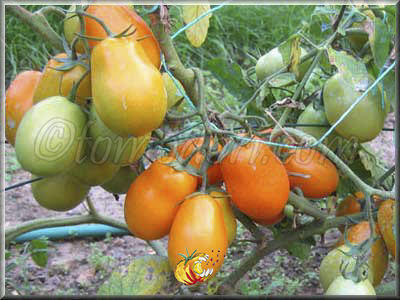 Tomate Roma Jaune