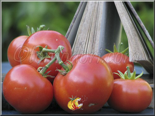 Tomate Ronde de Saumur