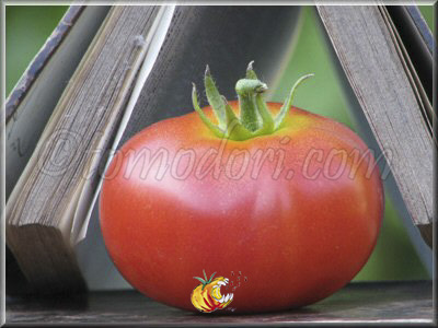 Tomate Ronde de Saumur