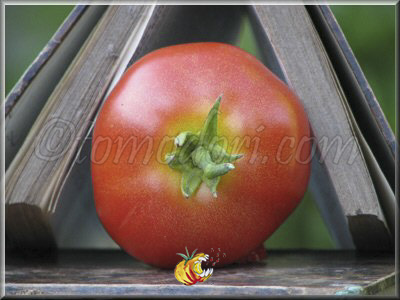 Tomate Ronde de Saumur