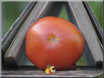 Tomate Ronde de Saumur