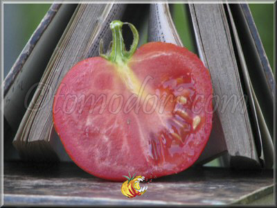 Tomate Ronde de Saumur