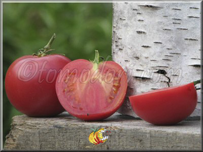 Tomate Rose le Voyageur