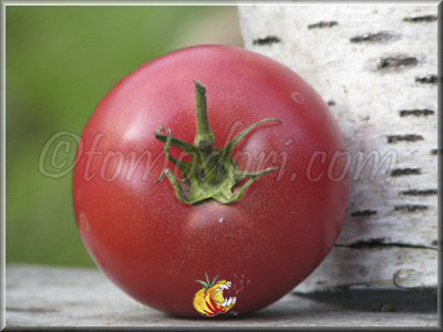 Tomate Rose le Voyageur