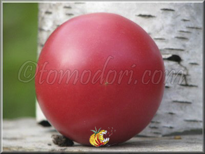 Tomate Rose le Voyageur