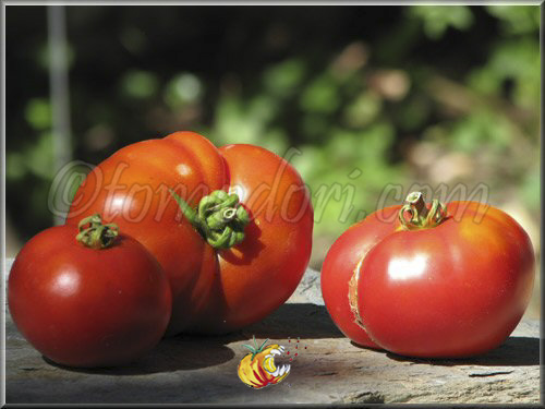 Tomate Rouge de Crimée