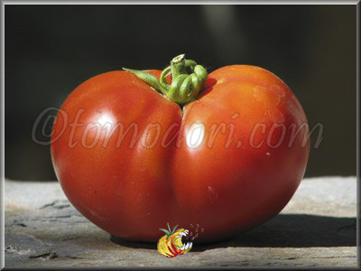 Tomate Rouge de Crimée
