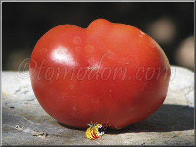 Tomate Rouge de Crimée
