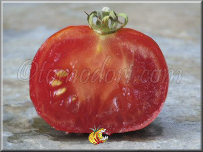 Tomate Rouge de Crimée