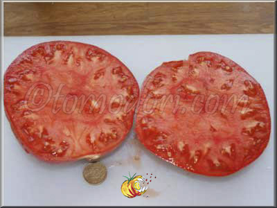 Tomate Russian 117