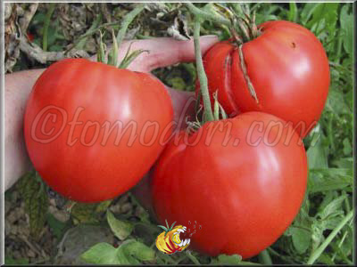 Tomate Russian 117