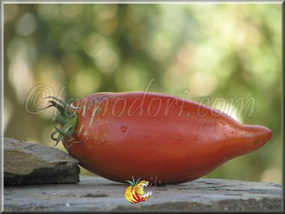 Tomate Saint Jean d'Angély