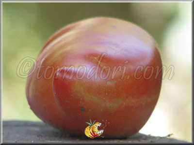 Tomate Saint Jean d'Angély