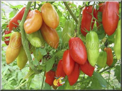 Tomate San Marzano Lungo